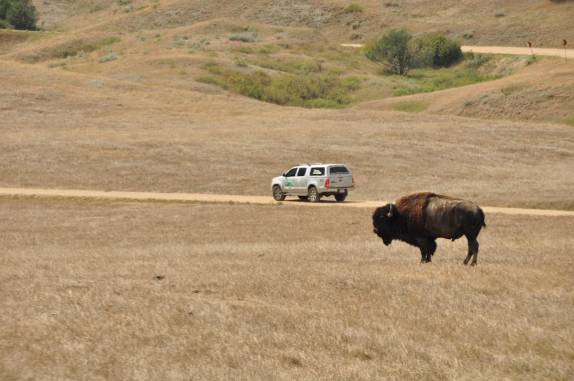 Bisão solitário no Badlands National Park, em South Dakota, nos Estados Unidos